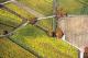 Luftaufnahme: Weinberge im Herbst, Rheingau