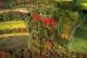 Luftbild: Weinberge im Herbst an der Nahe